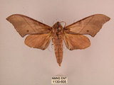 中文名:直翅六點天蛾(1130-605)學名:Marumba cristata bukaiana Clark, 1937(1130-605)中文別名:楠六點天蛾