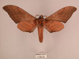 中文名:直翅六點天蛾(1130-91)學名:Marumba cristata bukaiana Clark, 1937(1130-91)中文別名:楠六點天蛾