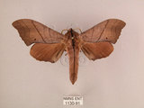 中文名:直翅六點天蛾(1130-91)學名:Marumba cristata bukaiana Clark, 1937(1130-91)中文別名:楠六點天蛾