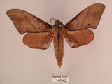 中文名:直翅六點天蛾(1140-42)學名:Marumba cristata bukaiana Clark, 1937(1140-42)中文別名:楠六點天蛾