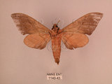 中文名:直翅六點天蛾(1140-43)學名:Marumba cristata bukaiana Clark, 1937(1140-43)中文別名:楠六點天蛾