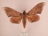 中文名:直翅六點天蛾(1141-23)學名:Marumba cristata bukaiana Clark, 1937(1141-23)中文別名:楠六點天蛾