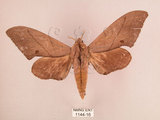 中文名:直翅六點天蛾(1144-16)學名:Marumba cristata bukaiana Clark, 1937(1144-16)中文別名:楠六點天蛾