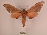 中文名:直翅六點天蛾(1205-214)學名:Marumba cristata bukaiana Clark, 1937(1205-214)中文別名:楠六點天蛾