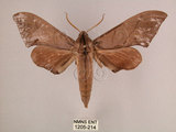 中文名:直翅六點天蛾(1205-214)學名:Marumba cristata bukaiana Clark, 1937(1205-214)中文別名:楠六點天蛾