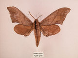 中文名:直翅六點天蛾(1205-216)學名:Marumba cristata bukaiana Clark, 1937(1205-216)中文別名:楠六點天蛾
