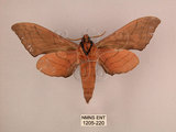 中文名:直翅六點天蛾(1205-220)學名:Marumba cristata bukaiana Clark, 1937(1205-220)中文別名:楠六點天蛾
