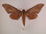 中文名:直翅六點天蛾(1205-220)學名:Marumba cristata bukaiana Clark, 1937(1205-220)中文別名:楠六點天蛾