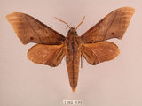 中文名:直翅六點天蛾(1282-133)學名:Marumba cristata bukaiana Clark, 1937(1282-133)中文別名:楠六點天蛾