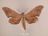 中文名:直翅六點天蛾(1282-29765)學名:Marumba cristata bukaiana Clark, 1937(1282-29765)中文別名:楠六點天蛾