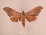 中文名:直翅六點天蛾(1282-29782)學名:Marumba cristata bukaiana Clark, 1937(1282-29782)中文別名:楠六點天蛾