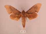 中文名:直翅六點天蛾(1282-465)學名:Marumba cristata bukaiana Clark, 1937(1282-465)中文別名:楠六點天蛾