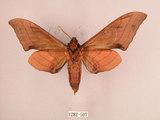中文名:直翅六點天蛾(1282-507)學名:Marumba cristata bukaiana Clark, 1937(1282-507)中文別名:楠六點天蛾