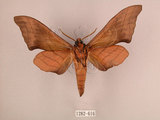 中文名:直翅六點天蛾(1282-616)學名:Marumba cristata bukaiana Clark, 1937(1282-616)中文別名:楠六點天蛾