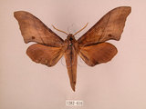 中文名:直翅六點天蛾(1282-616)學名:Marumba cristata bukaiana Clark, 1937(1282-616)中文別名:楠六點天蛾