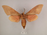 中文名:直翅六點天蛾(1282-635)學名:Marumba cristata bukaiana Clark, 1937(1282-635)中文別名:楠六點天蛾