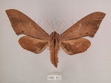 中文名:直翅六點天蛾(1282-657)學名:Marumba cristata bukaiana Clark, 1937(1282-657)中文別名:楠六點天蛾