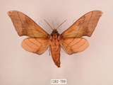 中文名:直翅六點天蛾(1282-709)學名:Marumba cristata bukaiana Clark, 1937(1282-709)中文別名:楠六點天蛾