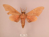 中文名:直翅六點天蛾(1282-750)學名:Marumba cristata bukaiana Clark, 1937(1282-750)中文別名:楠六點天蛾