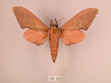 中文名:直翅六點天蛾(1282-858)學名:Marumba cristata bukaiana Clark, 1937(1282-858)中文別名:楠六點天蛾