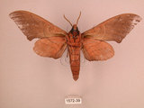 中文名:直翅六點天蛾(1572-39)學名:Marumba cristata bukaiana Clark, 1937(1572-39)中文別名:楠六點天蛾