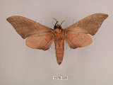 中文名:直翅六點天蛾(1578-326)學名:Marumba cristata bukaiana Clark, 1937(1578-326)中文別名:楠六點天蛾