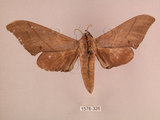 中文名:直翅六點天蛾(1578-326)學名:Marumba cristata bukaiana Clark, 1937(1578-326)中文別名:楠六點天蛾