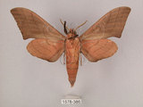 中文名:直翅六點天蛾(1578-386)學名:Marumba cristata bukaiana Clark, 1937(1578-386)中文別名:楠六點天蛾