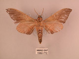 中文名:直翅六點天蛾(1582-772)學名:Marumba cristata bukaiana Clark, 1937(1582-772)中文別名:楠六點天蛾