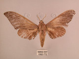 中文名:直翅六點天蛾(1582-772)學名:Marumba cristata bukaiana Clark, 1937(1582-772)中文別名:楠六點天蛾