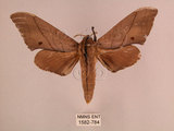 中文名:直翅六點天蛾(1582-784)學名:Marumba cristata bukaiana Clark, 1937(1582-784)中文別名:楠六點天蛾