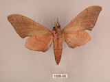 中文名:直翅六點天蛾(1599-86)學名:Marumba cristata bukaiana Clark, 1937(1599-86)中文別名:楠六點天蛾