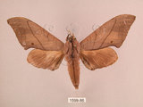 中文名:直翅六點天蛾(1599-86)學名:Marumba cristata bukaiana Clark, 1937(1599-86)中文別名:楠六點天蛾