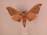 中文名:直翅六點天蛾(1599-96)學名:Marumba cristata bukaiana Clark, 1937(1599-96)中文別名:楠六點天蛾