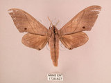 中文名:直翅六點天蛾(1728-627)學名:Marumba cristata bukaiana Clark, 1937(1728-627)中文別名:楠六點天蛾