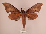 中文名:直翅六點天蛾(1728-633)學名:Marumba cristata bukaiana Clark, 1937(1728-633)中文別名:楠六點天蛾