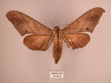 中文名:直翅六點天蛾(2114-2)學名:Marumba cristata bukaiana Clark, 1937(2114-2)中文別名:楠六點天蛾
