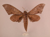 中文名:直翅六點天蛾(2122-610)學名:Marumba cristata bukaiana Clark, 1937(2122-610)中文別名:楠六點天蛾