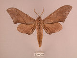 中文名:直翅六點天蛾(2380-358)學名:Marumba cristata bukaiana Clark, 1937(2380-358)中文別名:楠六點天蛾