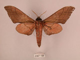 中文名:直翅六點天蛾(2397-196)學名:Marumba cristata bukaiana Clark, 1937(2397-196)中文別名:楠六點天蛾