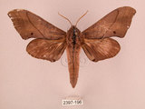 中文名:直翅六點天蛾(2397-196)學名:Marumba cristata bukaiana Clark, 1937(2397-196)中文別名:楠六點天蛾