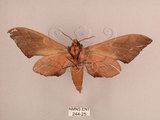 中文名:直翅六點天蛾(244-25)學名:Marumba cristata bukaiana Clark, 1937(244-25)中文別名:楠六點天蛾