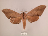中文名:直翅六點天蛾(244-72)學名:Marumba cristata bukaiana Clark, 1937(244-72)中文別名:楠六點天蛾