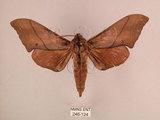 中文名:直翅六點天蛾(246-124)學名:Marumba cristata bukaiana Clark, 1937(246-124)中文別名:楠六點天蛾