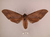 中文名:直翅六點天蛾(246-98)學名:Marumba cristata bukaiana Clark, 1937(246-98)中文別名:楠六點天蛾