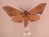 中文名:直翅六點天蛾(2680-1)學名:Marumba cristata bukaiana Clark, 1937(2680-1)中文別名:楠六點天蛾