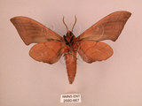 中文名:直翅六點天蛾(2680-667)學名:Marumba cristata bukaiana Clark, 1937(2680-667)中文別名:楠六點天蛾