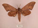 中文名:直翅六點天蛾(2680-667)學名:Marumba cristata bukaiana Clark, 1937(2680-667)中文別名:楠六點天蛾