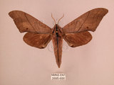 中文名:直翅六點天蛾(2695-656)學名:Marumba cristata bukaiana Clark, 1937(2695-656)中文別名:楠六點天蛾