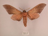 中文名:直翅六點天蛾(2880-271)學名:Marumba cristata bukaiana Clark, 1937(2880-271)中文別名:楠六點天蛾